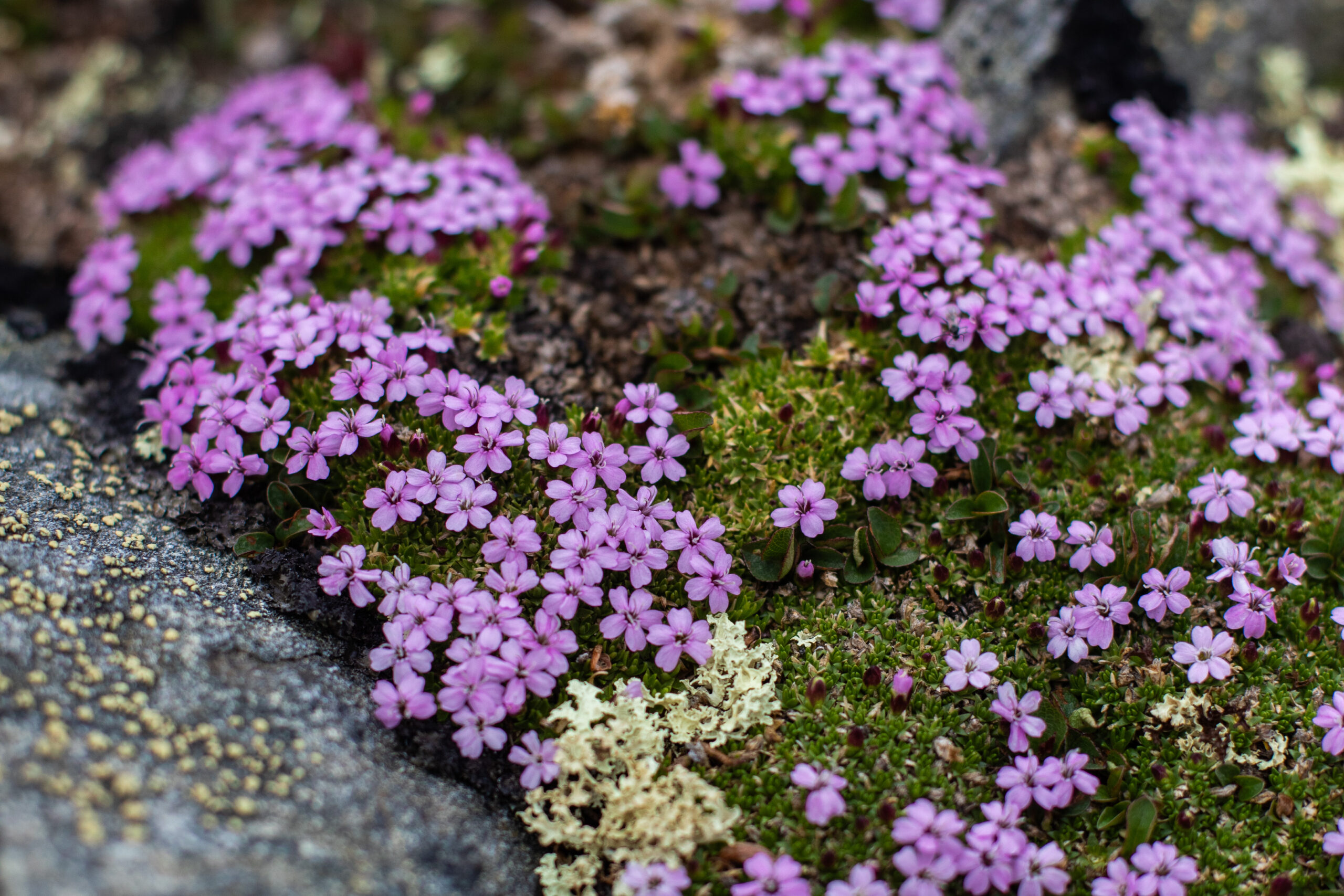 Plantar på hægfjellet i ein rosa/lilla farge.